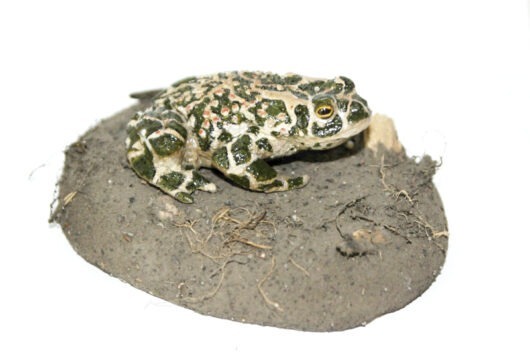 Model ropucha zelená (Bufo viridis))