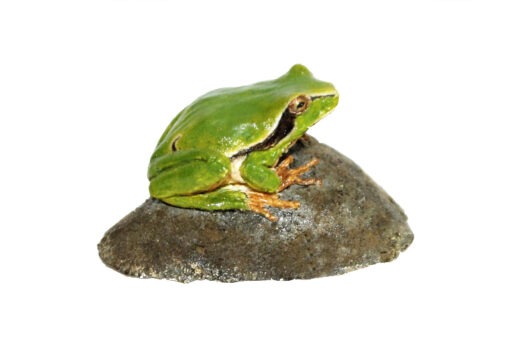 Model rosnička zelená (Hyla arborea)