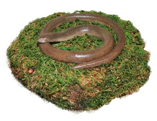 Model slepýš křehký (Anguis fragilis)